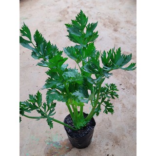 Cây cần tây to ép nước uống, cây rau cần rừng