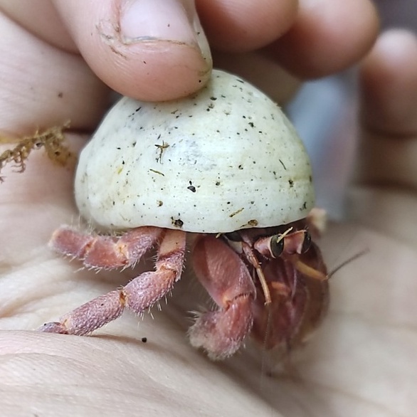 Combo mô hình albino màu ngẫu nhiên kích thước tùy chọn