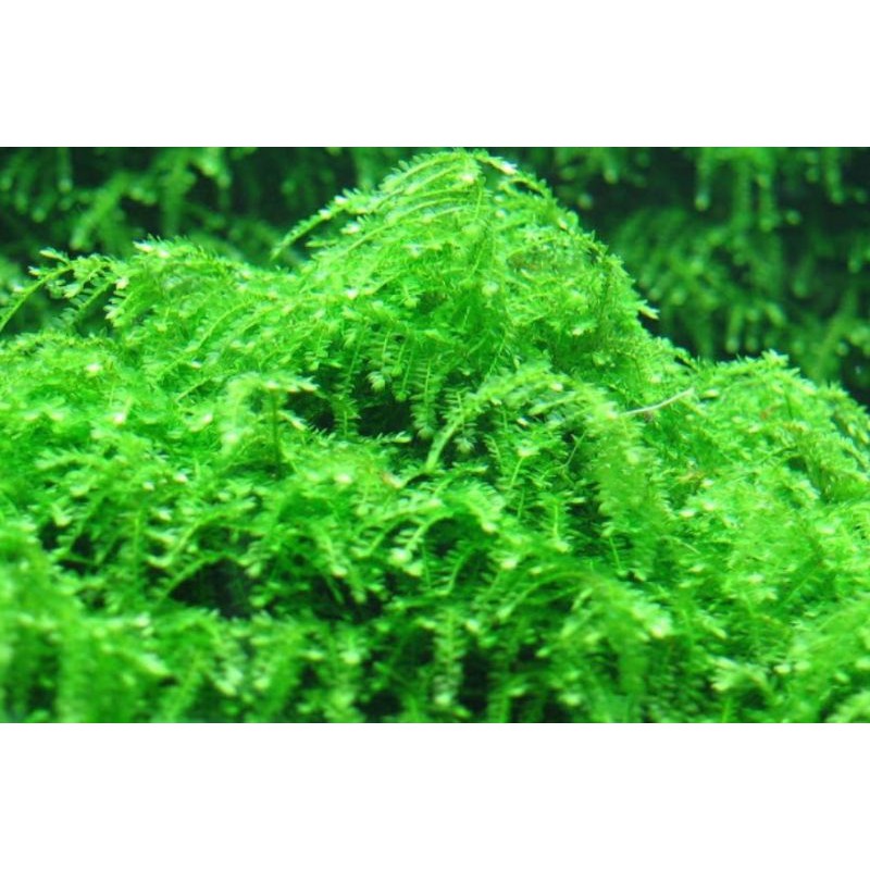 rêu weeping sin - weping rêu thuỷ sinh - dễ trồng không cần co2