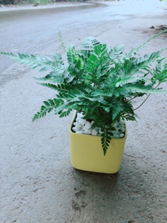 Chậu Cây Dương Sỉ Kiểng