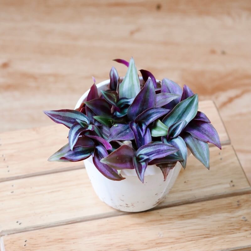 Cây Tradescantia zebrina ‘Silver Plus’(Tricolor) (Thài Lài Bạc)