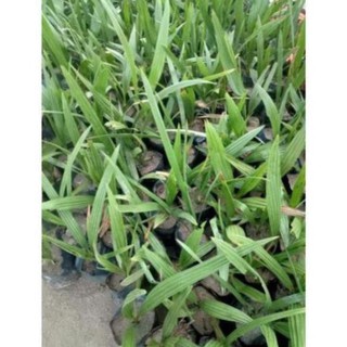 Cây Giống Chà Là Thái
