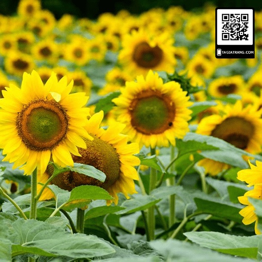 Hạt giống hướng dương tháp siêu bông