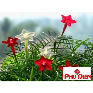 Hạt giống hoa tóc tiên leo màu đỏ 50 hạt đảm bảo 90% mọc  PHÚ ĐIỀN