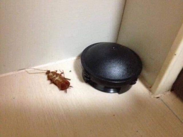 Viên diệt gián Nhật Bản 12 viên hàng chuẩn nội địa