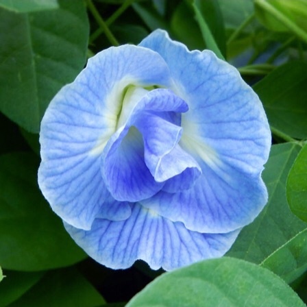 Hạt giống Đậu Biếc Cánh Kẹp Màu Xanh Da Trời Blue Sky Nhập Khẩu Nguyên Bao Bì Thái Lan - 10 Hạt