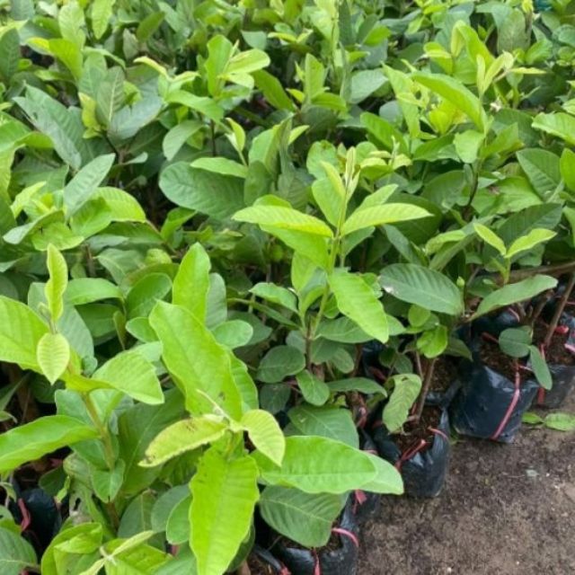 Ổi nữ Hoàng 28k/ nhánh