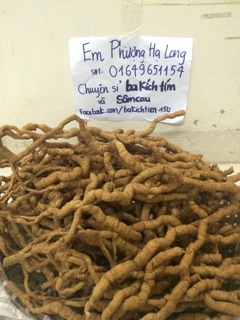 Củ Ba kích tím Quảng Ninh