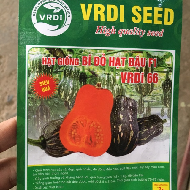 Hạt giống bí đỏ bí ngô siêu quả F1