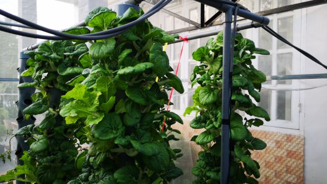 Máy trồng rau sạch tại nhà khí canh Ero-Farm V6 home