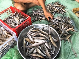 Chạch đồng 1 nắng 1kg