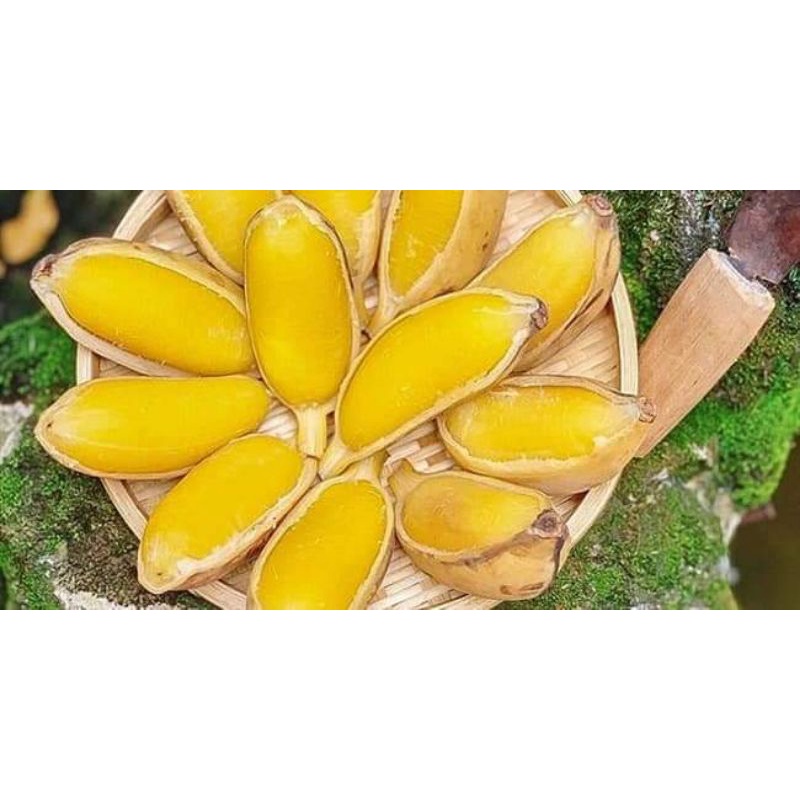 CÂY GIỐNG CHUỐI SÁP NGHỆ SIÊU SỚM