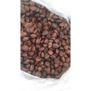 20 hạt dổi nếp cây cổ thụ