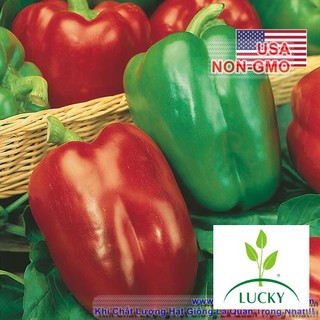 100h Hạt Giống Ớt Chuông - Lùn Cơm Dày 45 Wonder (Capsicum annuum)  THANHHUONG