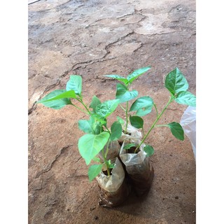 2 cây ớt xiêm giống