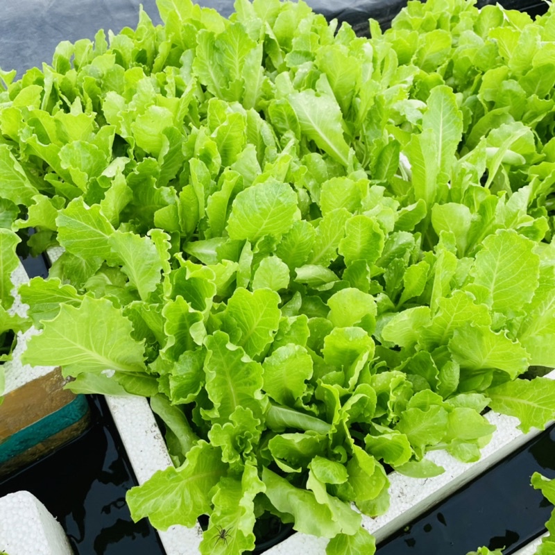 Cây Giống Xà Lách Mỡ - Vườn Ươm Thái Ngân