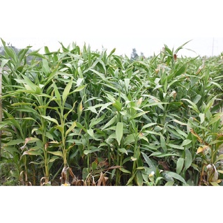 combo 10 cành cây phát lộc ( cành phát tài )