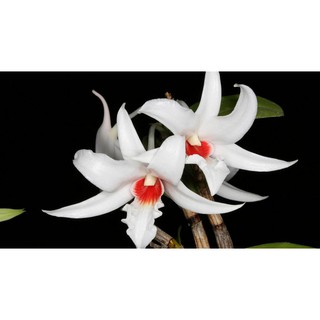 lan Nhất điểm hồng 45k/bó 200g đang xuống lá