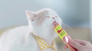 Súp thưởng chó mèo của meo-o