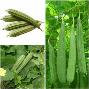 Gói 5 hạt giống mướp khía TẶNG KÈM PHÂN VÀ KÍCH MẦM
