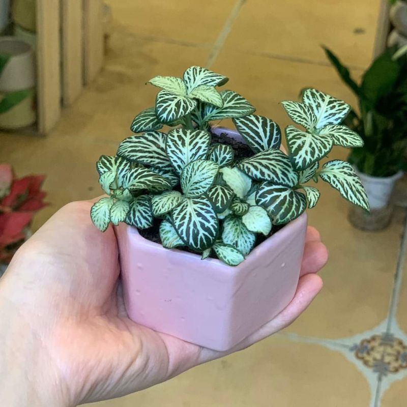 Lá May Mắn Fittonia ưa ẩm mát thích hợp trồng để bàn