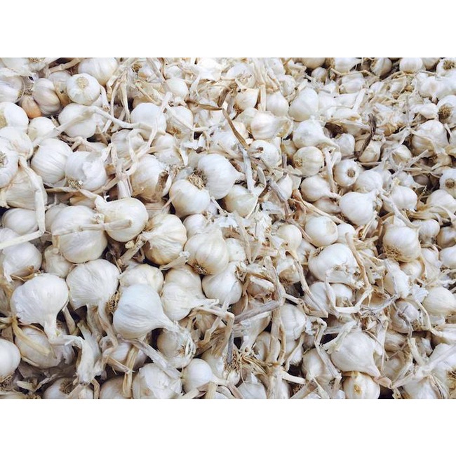 1KG🔥 TỎI LÝ SƠN NHIỀU TÉP LOẠI 1 🔥THƠM NGON CHÍNH GỐC🔥 ĐẶC SẢN QUẢNG NGÃI