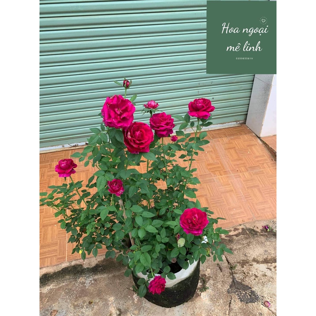 Hoa hồng ngoại The Prince Rose hoàng tử bóng đêm siêu thơm-HoaNgoaiMeLinh