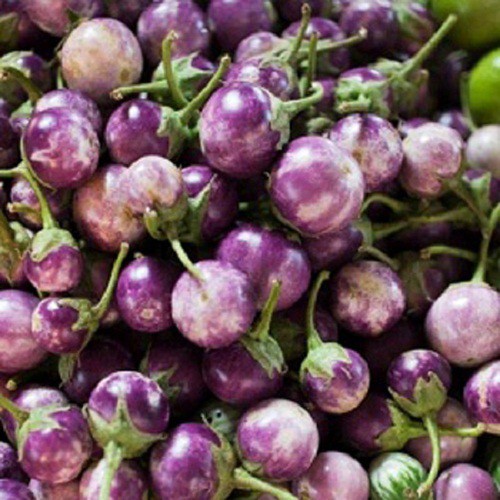 Hạt giống Cà pháo tím