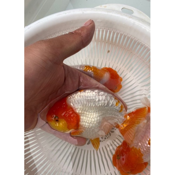 500gram cám vàng 3mmmm CSVang  protein động vật 52%,carophyll pink 2% tảo tiểu cầu chlorella, cá két, la hán