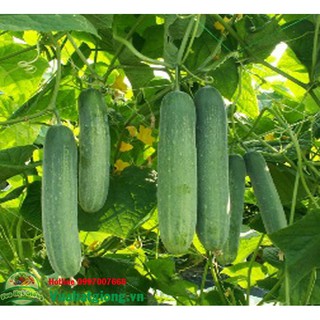Hạt giống Dưa chuột thái quả lớn 20 Hạt -  Rau củ quả trồng tại vườn, sân thượng, nông trang, ban công