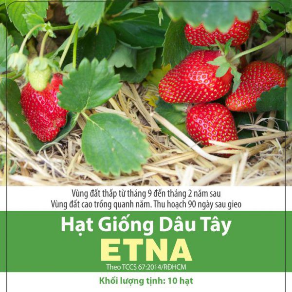 Hạt Giống Dâu Tây Etna Đỏ Siêu Trái, Thơm Ngon