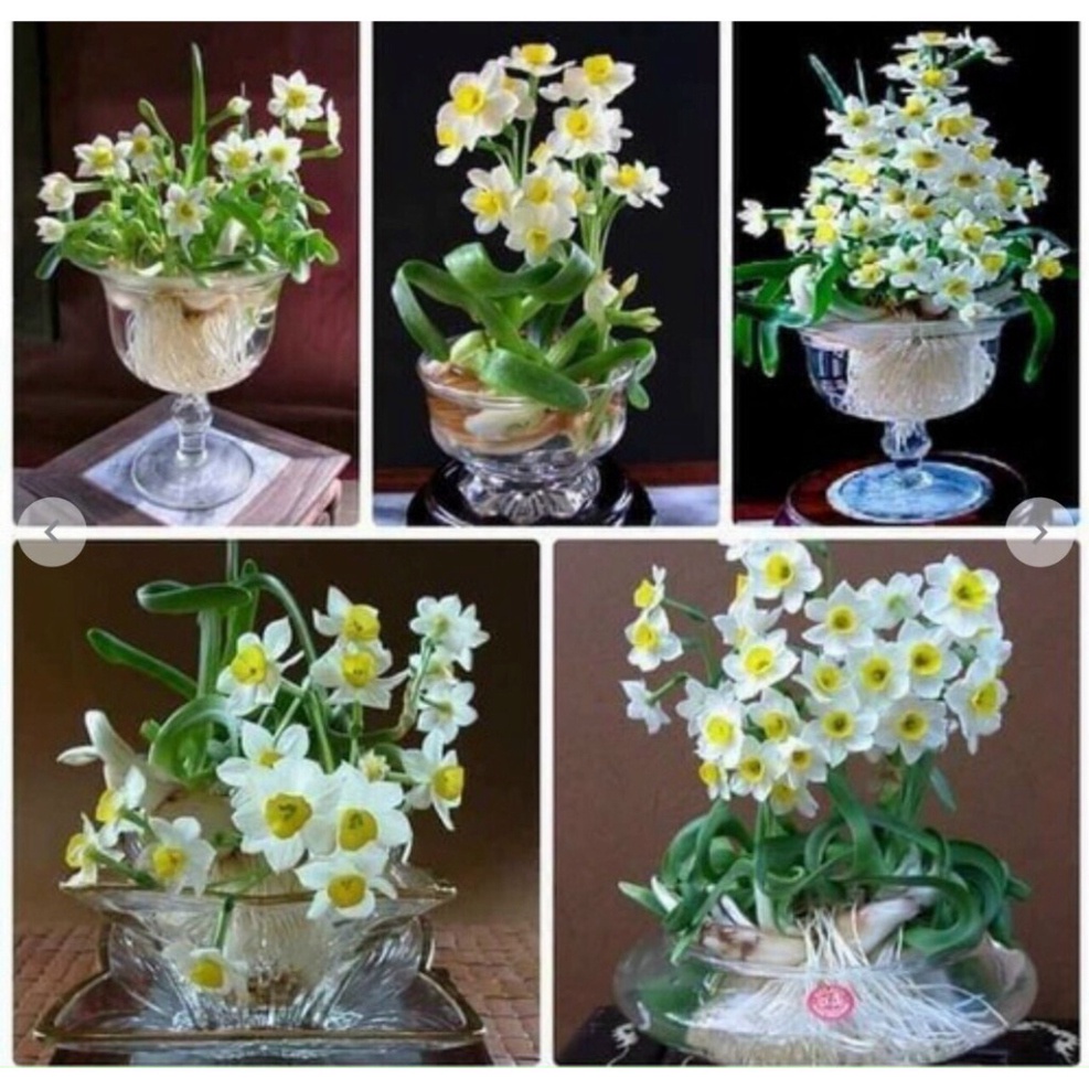 Củ hoa thủy tiên cho hoa Tết Nguyên Đán 2021 - shop BÉ MẦM 06 HCM