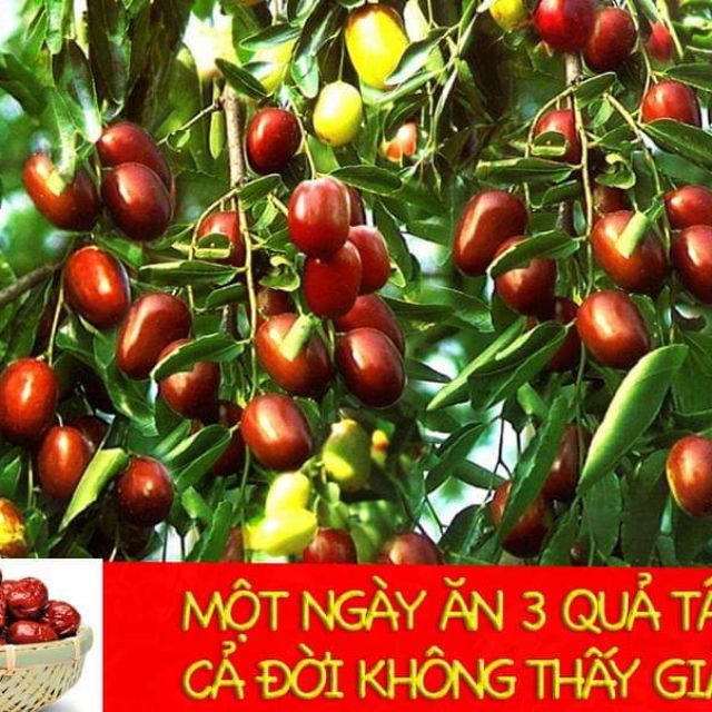 Táo đỏ tân cương