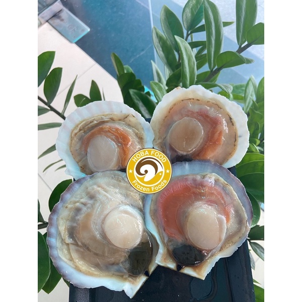 Hải sản nhập khẩu - Sò điệp Nhật nguyên con 7-8 con/kg - Hoả tốc giao ngay.