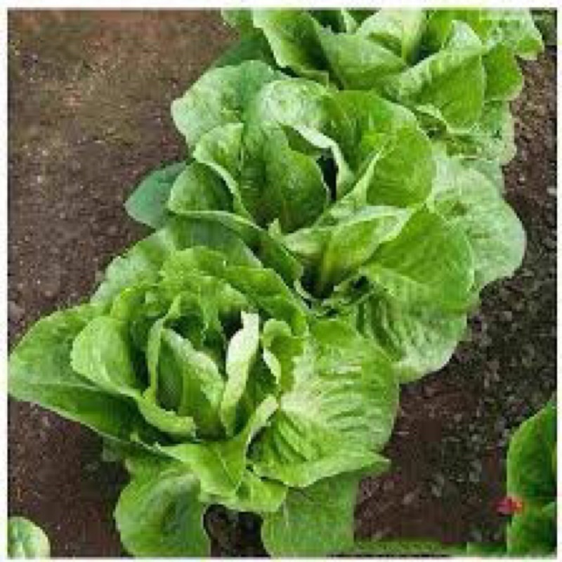 Xà Lách Romaine Cây sinh trưởng phát triển mạnh. Trồng quanh năm. Chịu nhiệt tốt