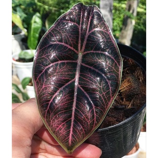 Cây Alocasia azlanii - giống cây mới lạ
