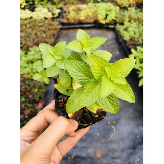 bạc hà Nhật (Japanese mint) cây giống