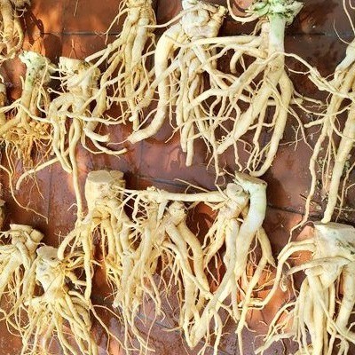 Củ đinh lăng tươi 1,5kg (hàng có sẵn)