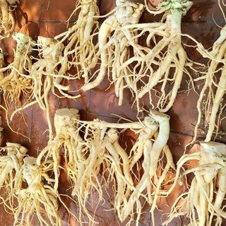 Củ đinh lăng tươi 1,5kg (hàng có sẵn)