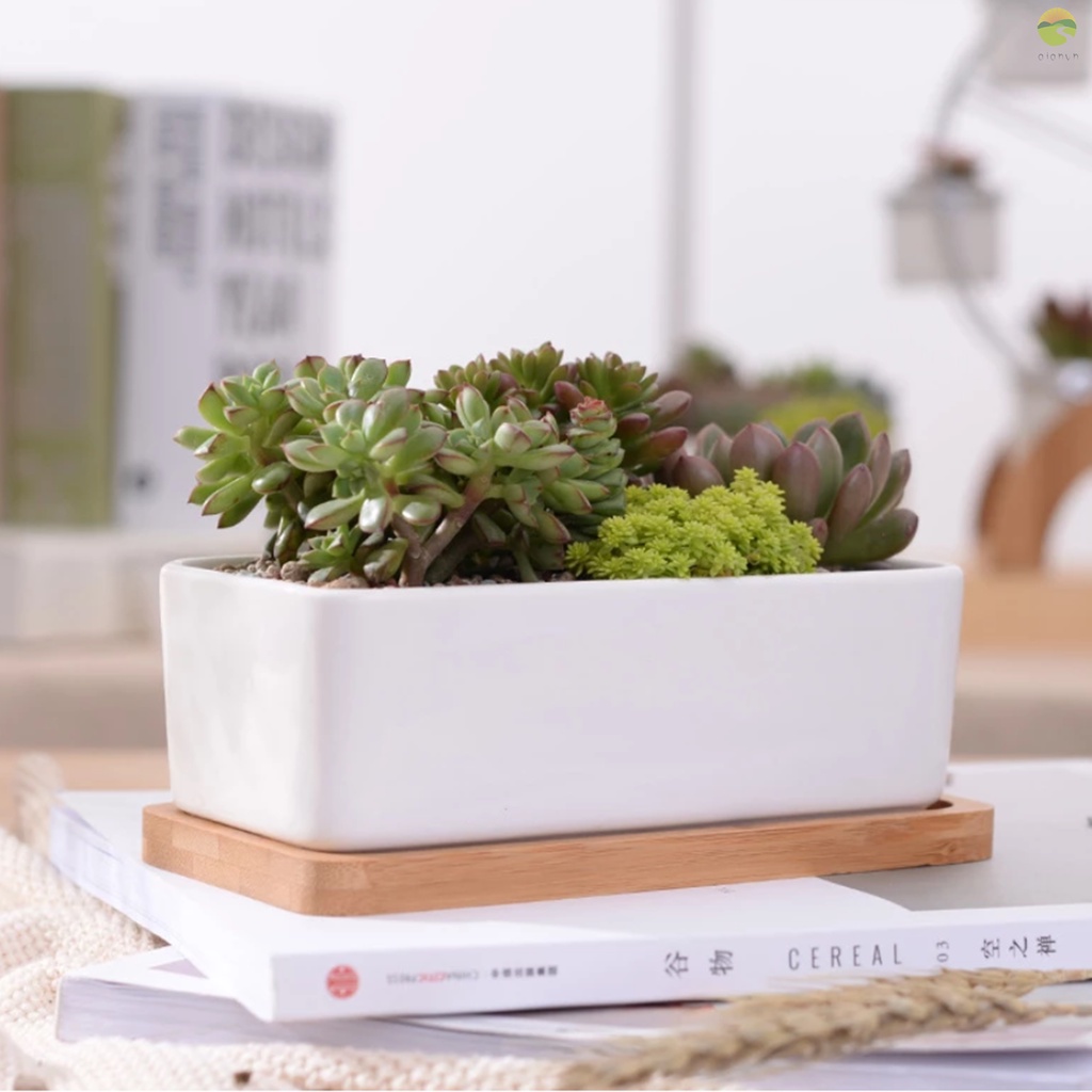 Chậu Trồng Cây Bằng Sứ Hình Chữ Nhật Màu Trắng Kèm Khay Tre Để Bàn Trang Trí