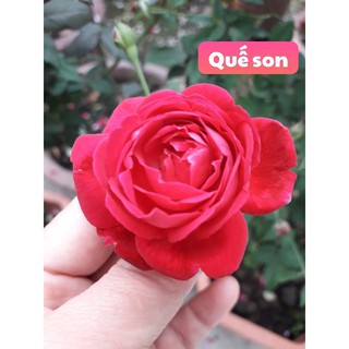  bầu HOA HỒNG CỔ QUÊ SON- BẦU CÂY GIỐNG DÂM CÀNH TỪ CÂY MẸ NGUYÊN BẢN