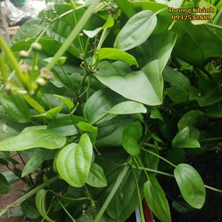 Bách Thủy Tiên cao 50cm ( Cây Lan Nước )
