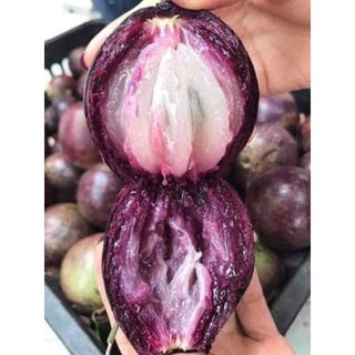 Cây giống vú sữa tím mica