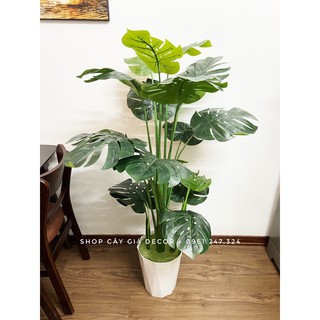 cây monstera - trầu bà lá xẻ 16 lá 1m35 - cây giả