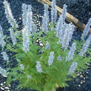 Hạt giống Hoa Anise