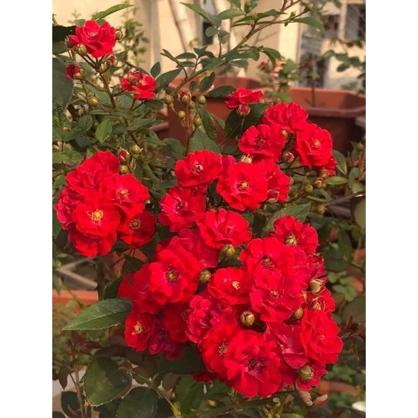 cây hoa Hồng red fairy