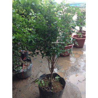 Cây nho thân gỗ loại 1m
