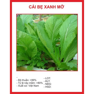 Hạt giống rau cải bẹ xanh mỡ - 20gr