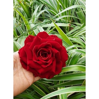 Hoa Hồng nhung cài áo handmade cao cấp thiết kế