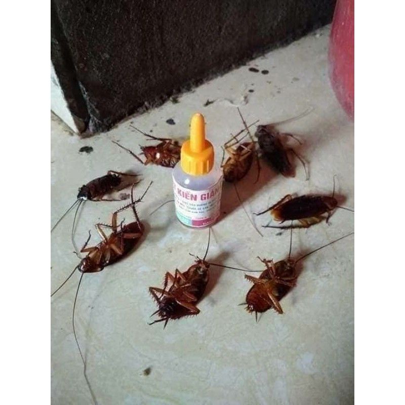 combo 10 diệt kiến gián sinh học